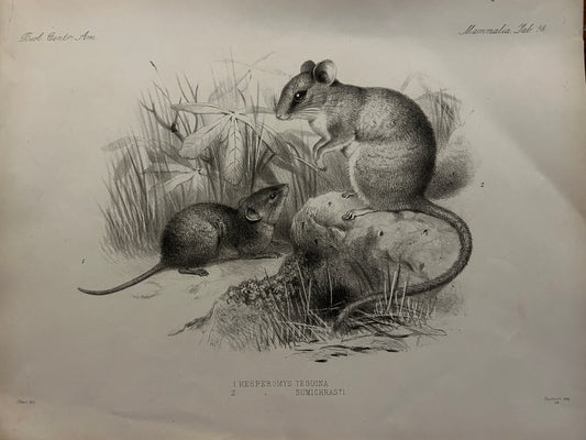 Victorian Lithograph of the Short Tailed Singing Mouse