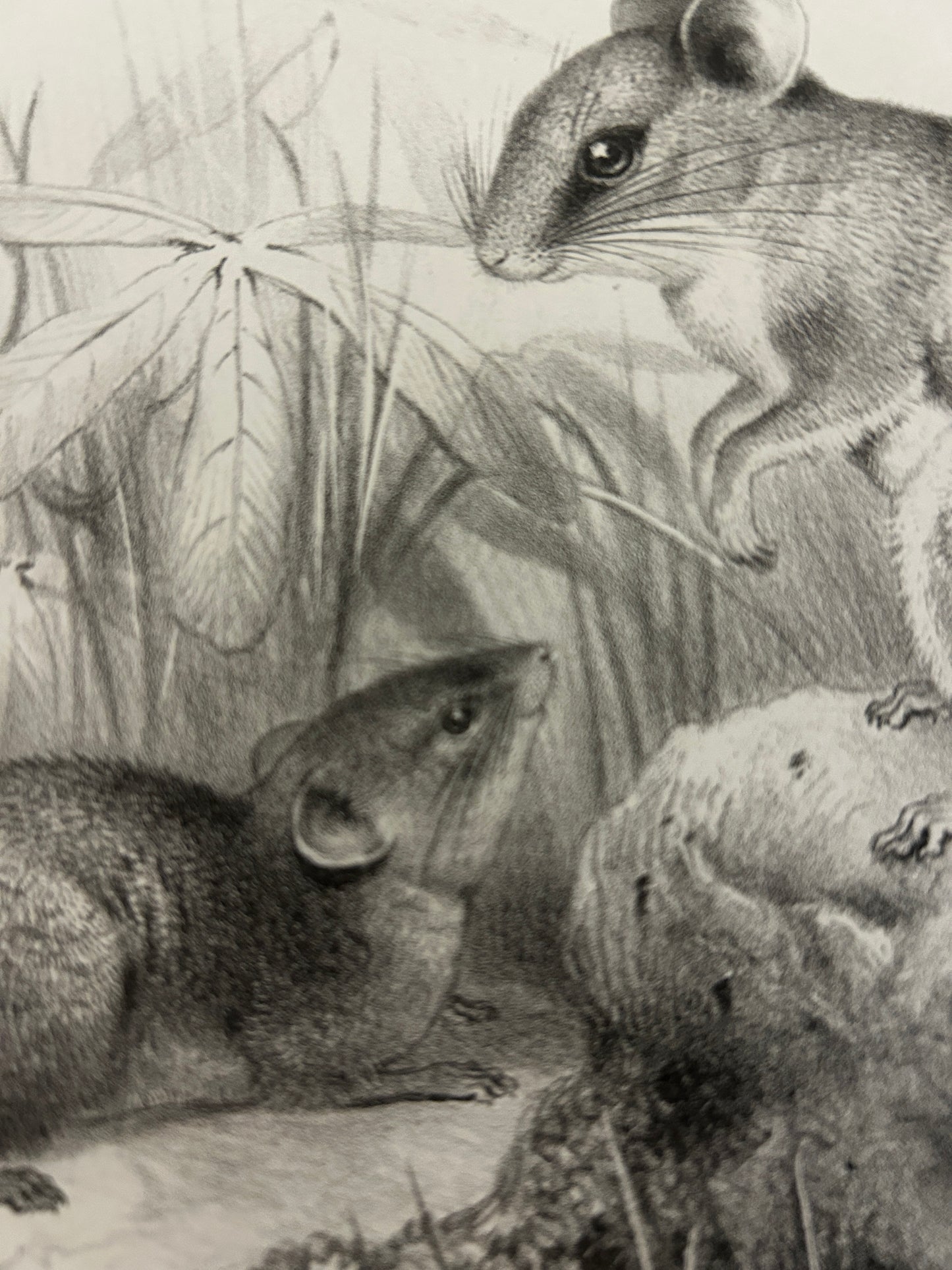 Victorian Lithograph of the Short Tailed Singing Mouse