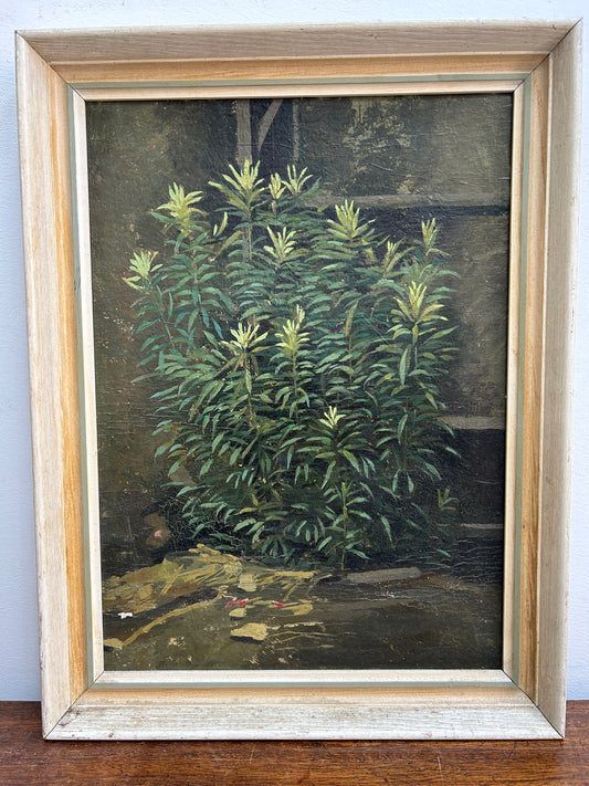 Stunning Mid Century Succulent Oil on Board