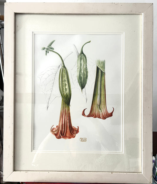Original Watercolour Red Angel's Trumpet by artist Yvonne Glenister Hammon