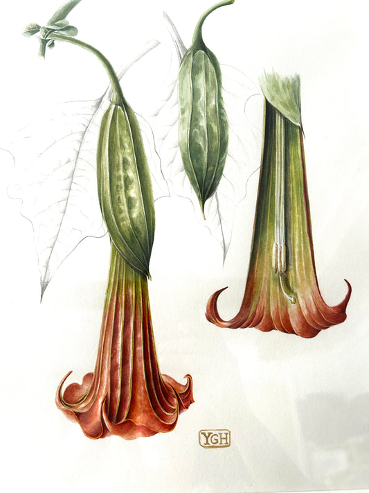 Original Watercolour Red Angel's Trumpet by artist Yvonne Glenister Hammon