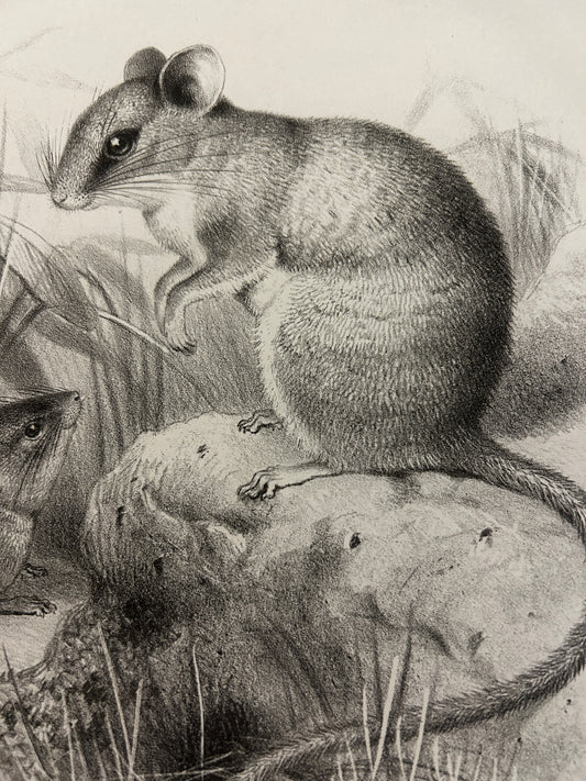 Victorian Lithograph of the Short Tailed Singing Mouse