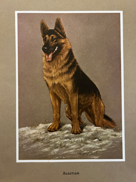 A Vintage Art Print Titled "An Alsatian"