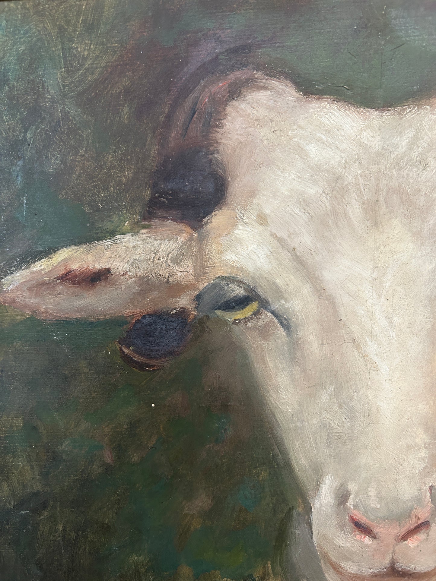 Portrait of a Goat