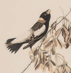 Incisione dalla prima edizione di Audubon's Birds of America "Rice Bunting"