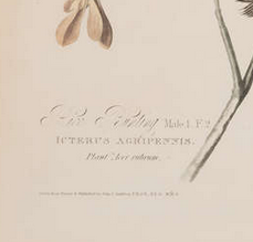 Incisione dalla prima edizione di Audubon's Birds of America "Rice Bunting"