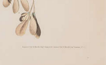 Incisione dalla prima edizione di Audubon's Birds of America "Rice Bunting"