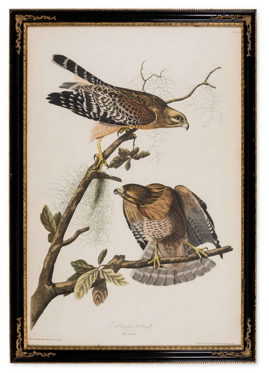 Double Elephant Folio Engraving from the 1st Edition of Audubon's Birds of America "Red Shouldered Hawk"