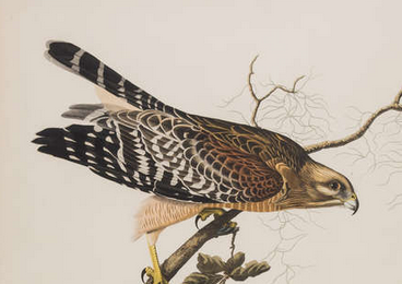 Double Elephant Folio Engraving from the 1st Edition of Audubon's Birds of America "Red Shouldered Hawk"