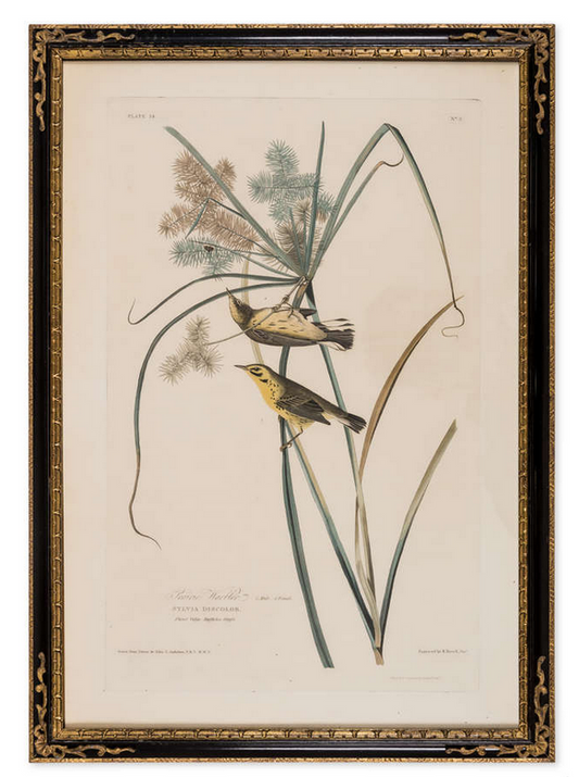 Incisione dalla prima edizione di Audubon's Birds of America "Prairie Warbler"