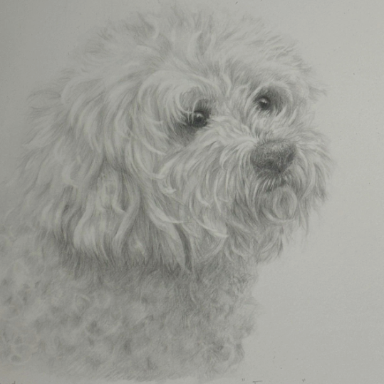 Original Pencil Sketch of Dog Bichon Frise Signed