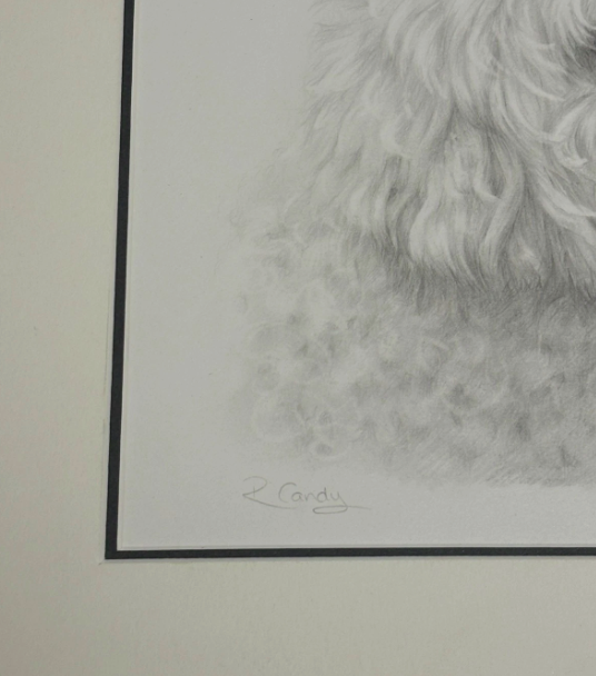 Original Pencil Sketch of Dog Bichon Frise Signed
