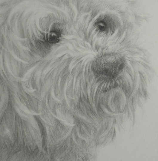 Original Pencil Sketch of Dog Bichon Frise Signed