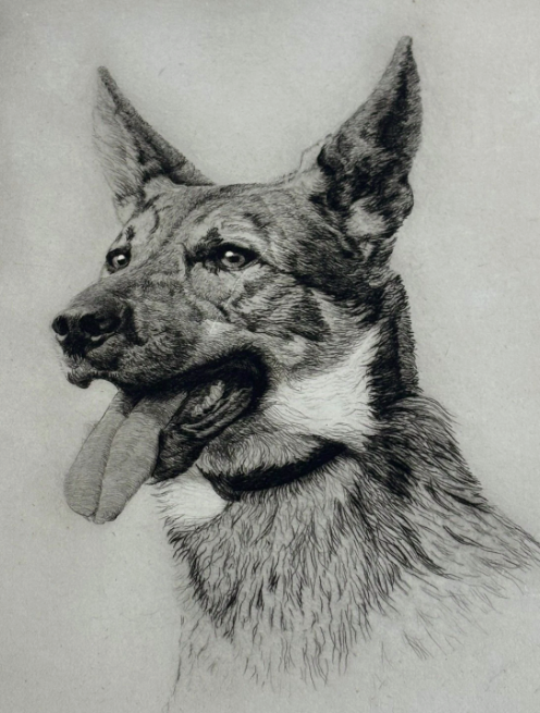 Original Etching Dog Alsatian Portrait Signed H. Geoffrey