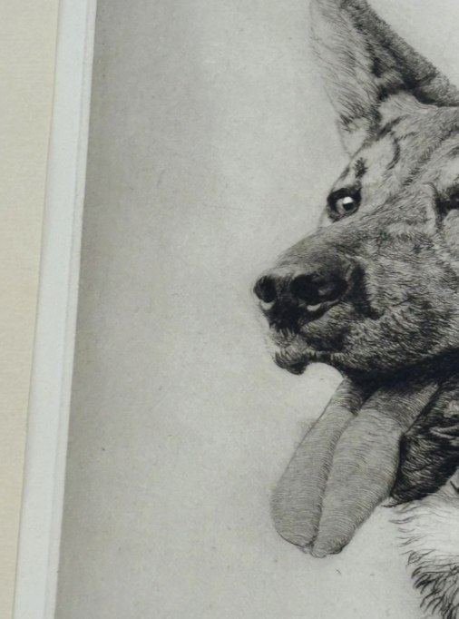Original Etching Dog Alsatian Portrait Signed H. Geoffrey