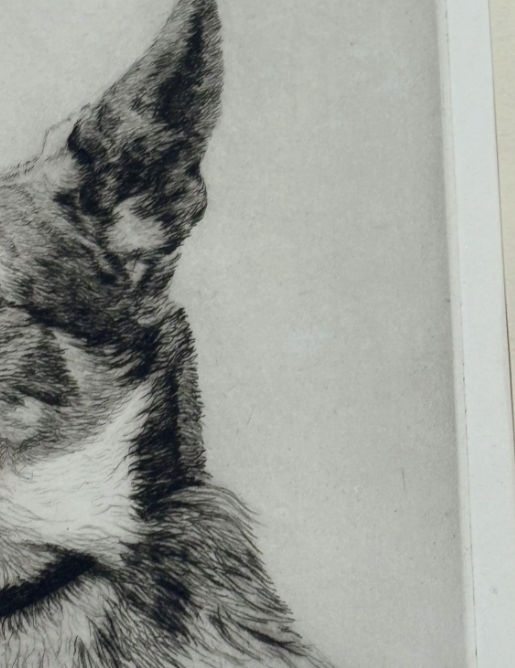 Original Etching Dog Alsatian Portrait Signed H. Geoffrey