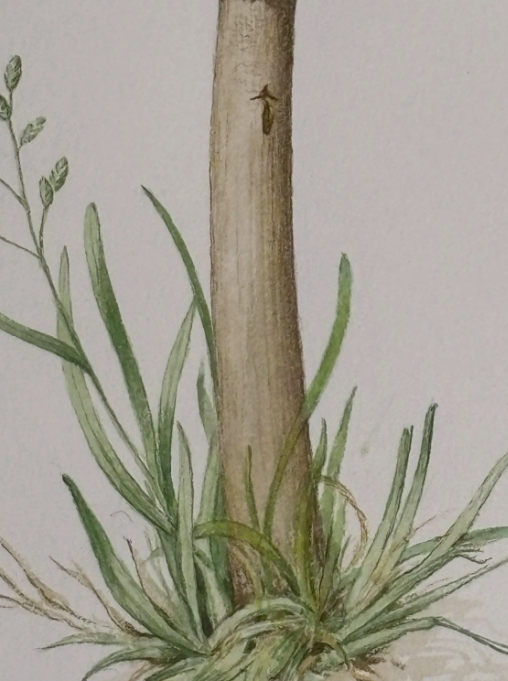 John Wilkinson b.1934 Lepiota Procera Mushroom Watercolour Signed