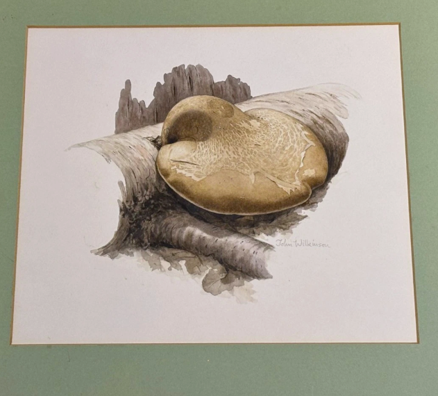 John Wilkinson b.1934 Piptoporus Betulinis Mushroom Watercolour Signed