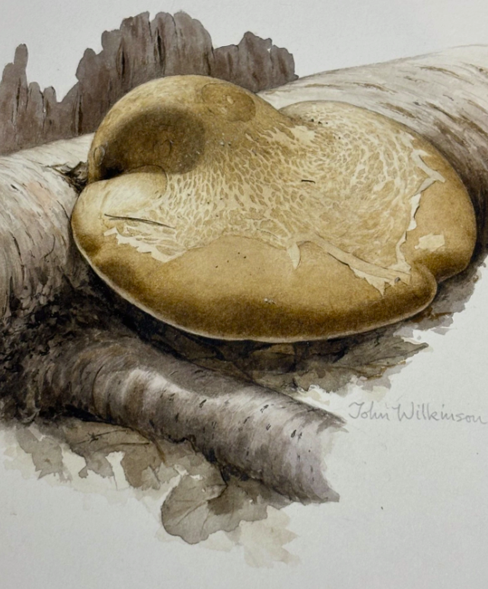 John Wilkinson b.1934 Piptoporus Betulinis Mushroom Watercolour Signed