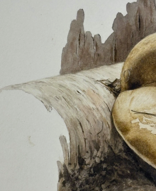 John Wilkinson b.1934 Piptoporus Betulinis Mushroom Watercolour Signed