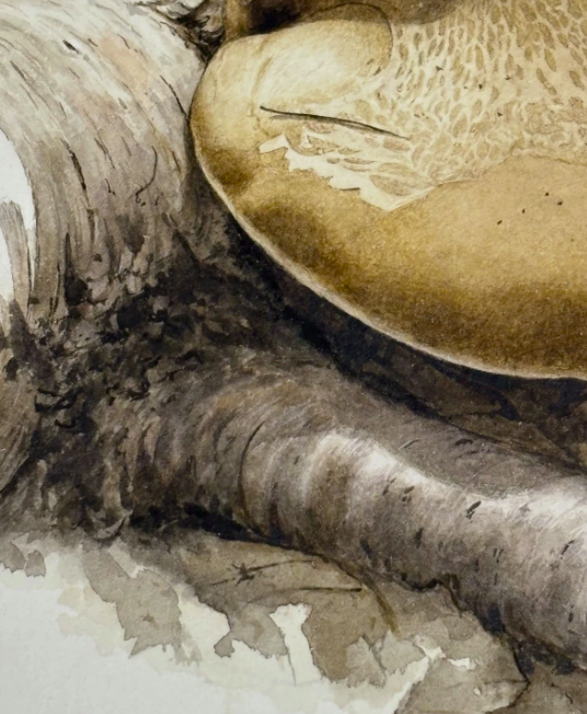 John Wilkinson b.1934 Piptoporus Betulinis Mushroom Watercolour Signed