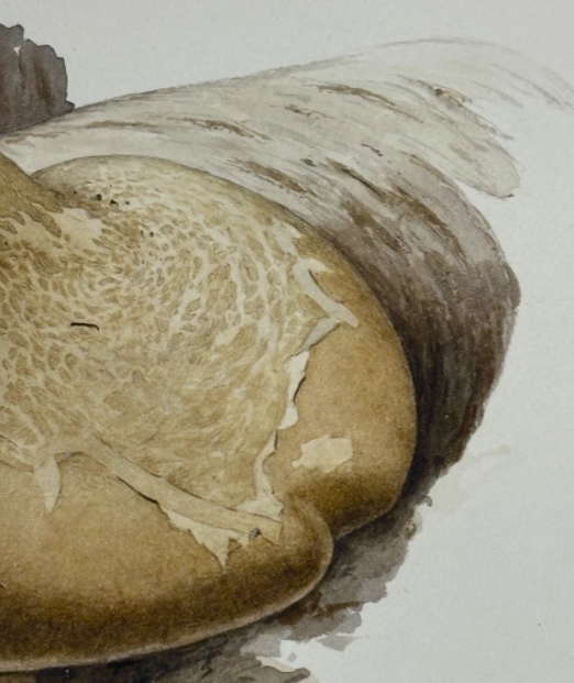 John Wilkinson b.1934 Piptoporus Betulinis Mushroom Watercolour Signed