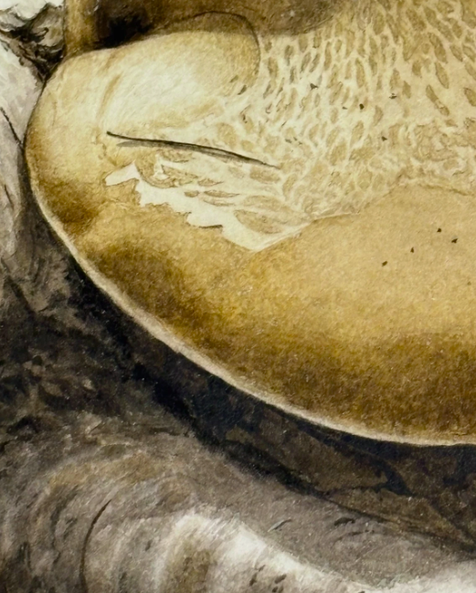 John Wilkinson b.1934 Piptoporus Betulinis Mushroom Watercolour Signed