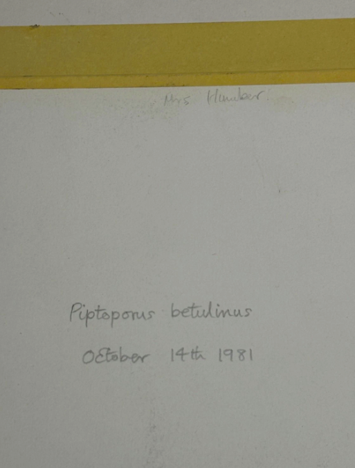 John Wilkinson b.1934 Piptoporus Betulinis Mushroom Watercolour Signed