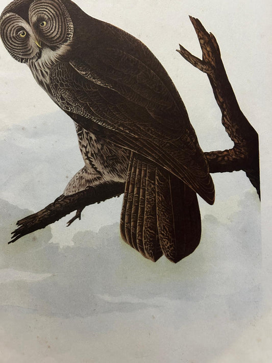 Great Owl Original Vintage Art Book Plate Lithograph