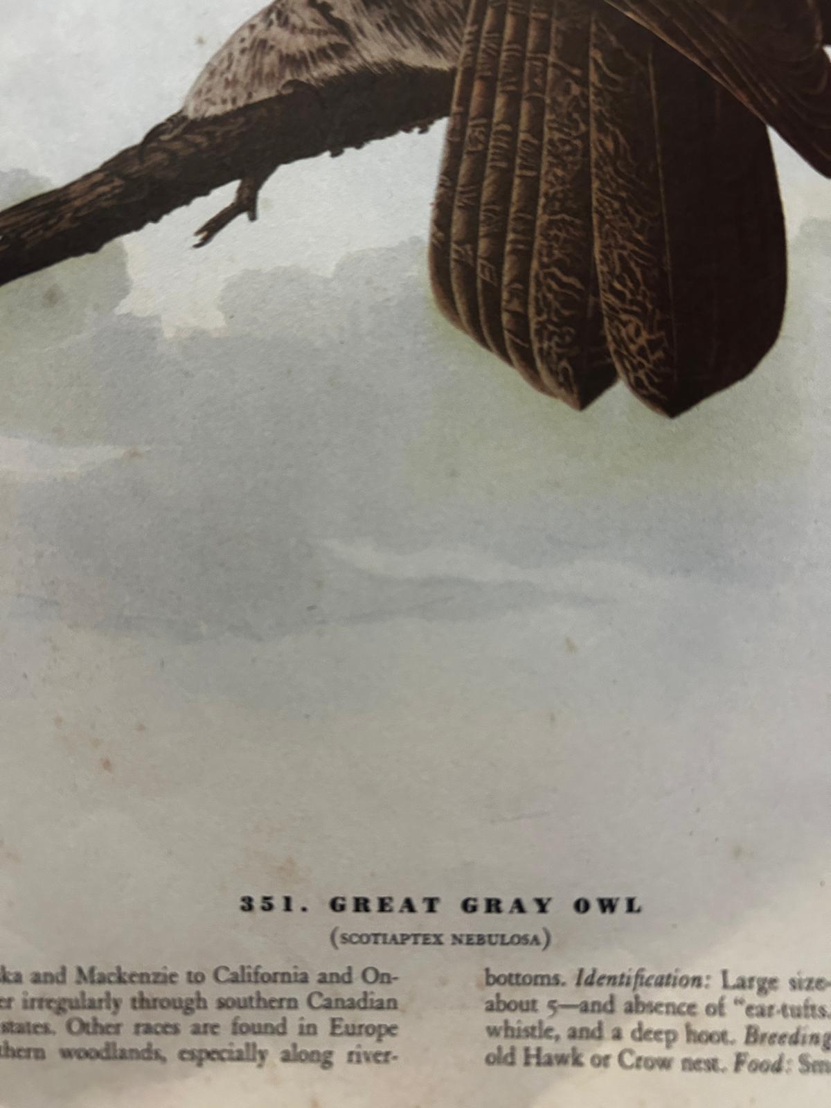 Great Owl Original Vintage Art Book Plate Lithograph