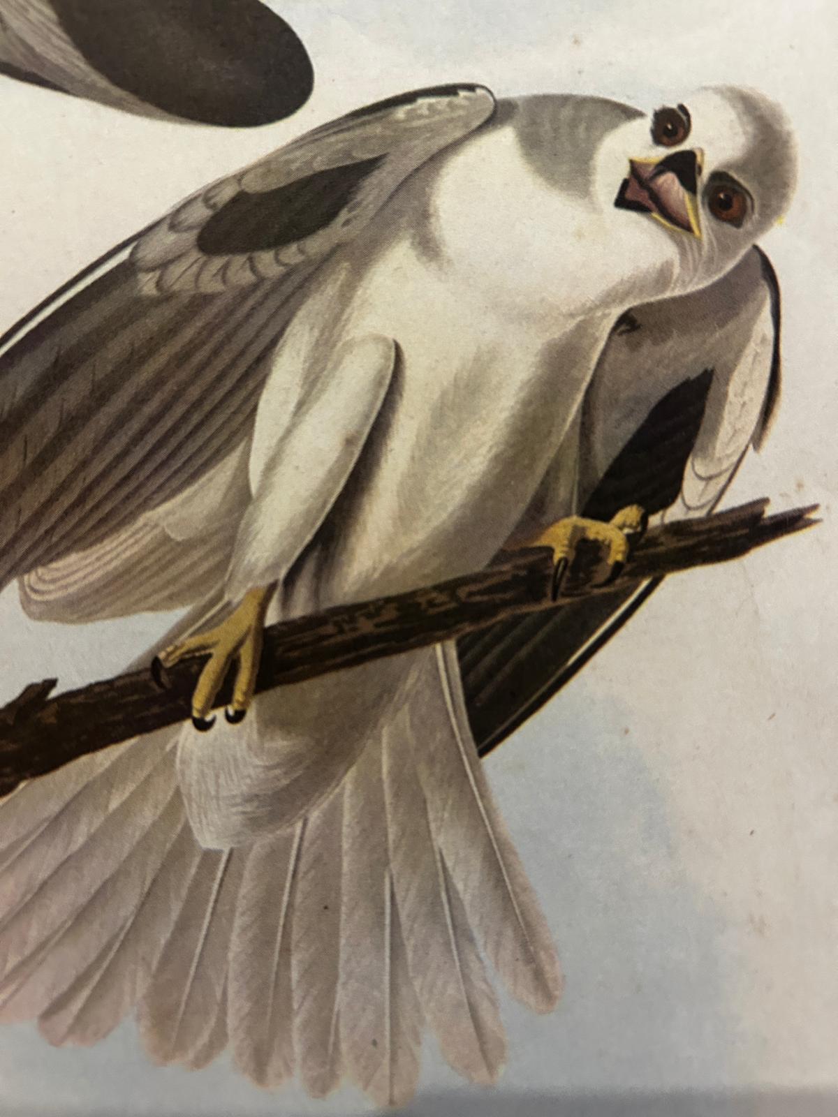 White-Tailed Kite Original Victorian Lithograph