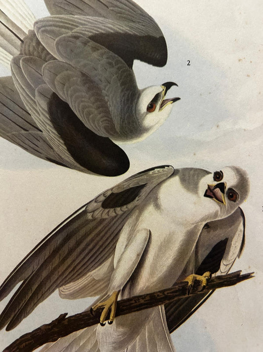White-Tailed Kite Original Victorian Lithograph