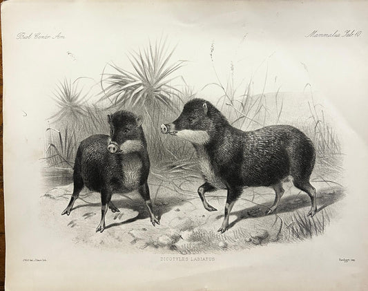 Victorian Lithograph of The White Lipped Peccary