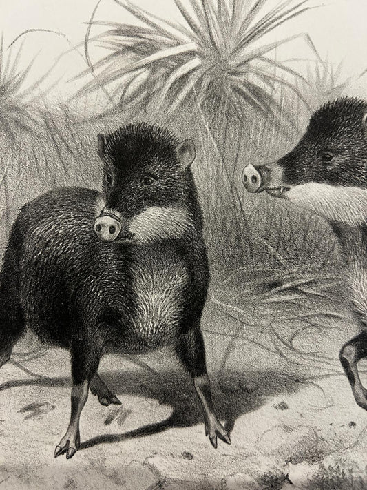 Victorian Lithograph of The White Lipped Peccary