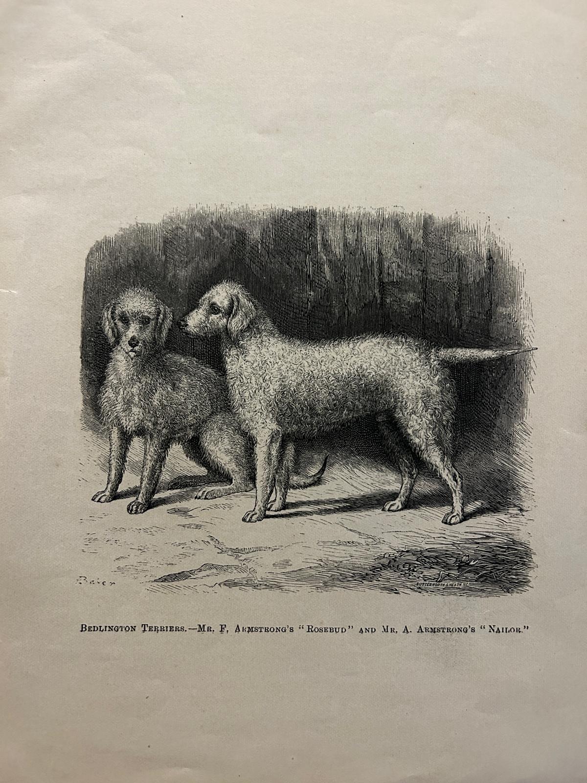 ANTIQUE Lithograph/illustration Print 1886 Beddlington Terriers