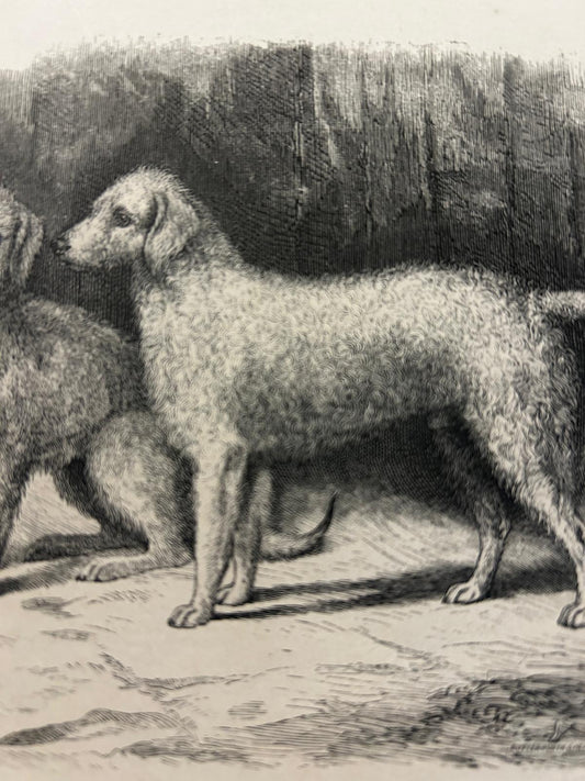ANTIQUE Lithograph/illustration Print 1886 Beddlington Terriers