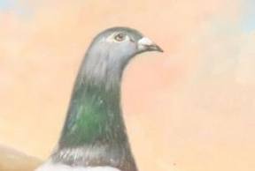 LATE 19TH/EARLY 20TH CENTURY OIL ON BOARD STUDY RACING PIGEON