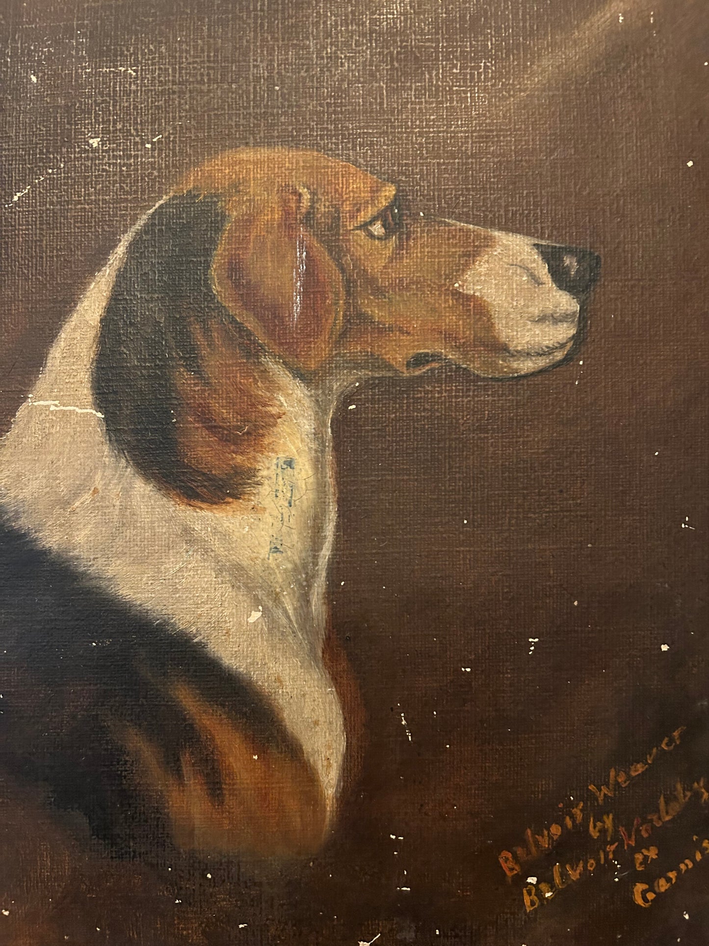 Profilo di un Beagle vittoriano, olio su tavola