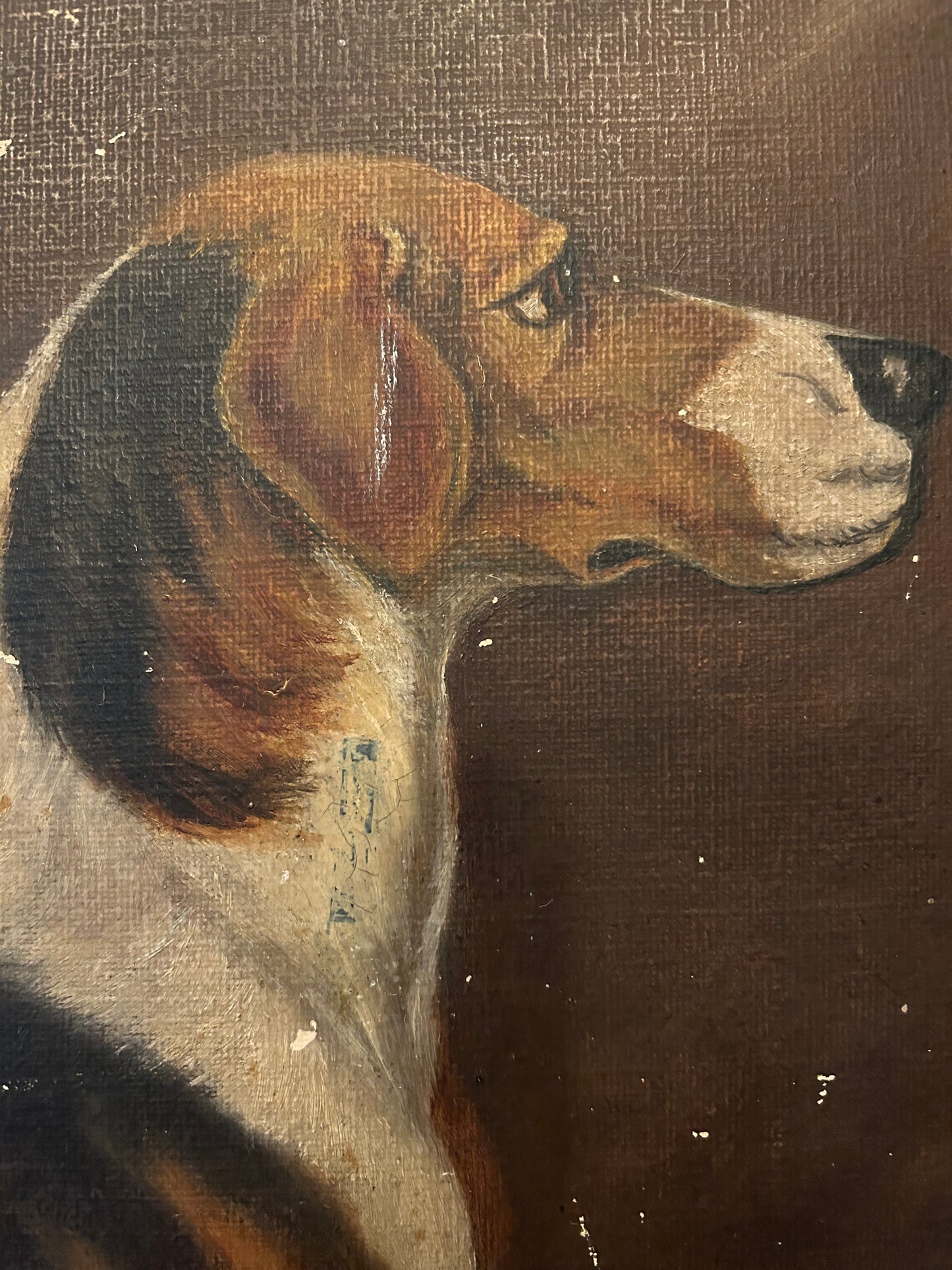 Profilo di un Beagle vittoriano, olio su tavola