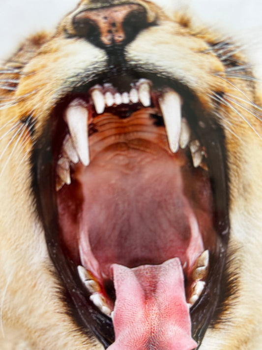 Yawning Lion Signed and Limited Photograph