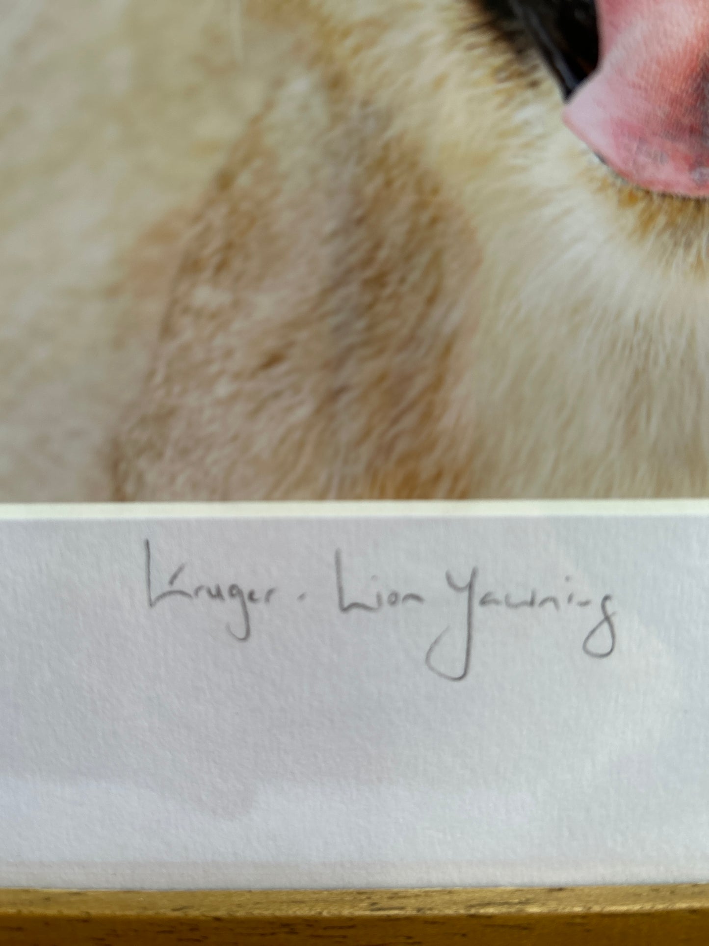 Yawning Lion Signed and Limited Photograph