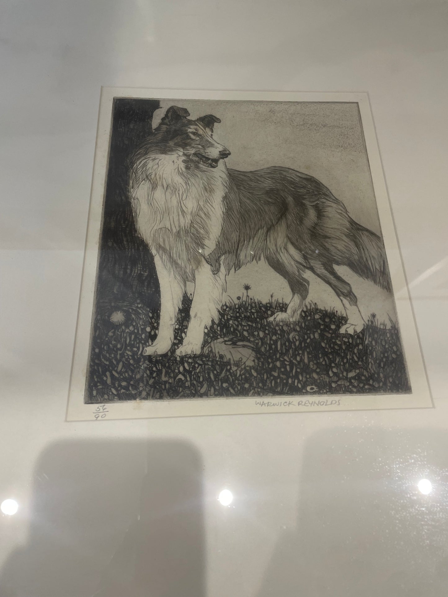 Warwick Reynolds 20thc LTD ETCHING SIGNED Dog Collie Lassie Illustration