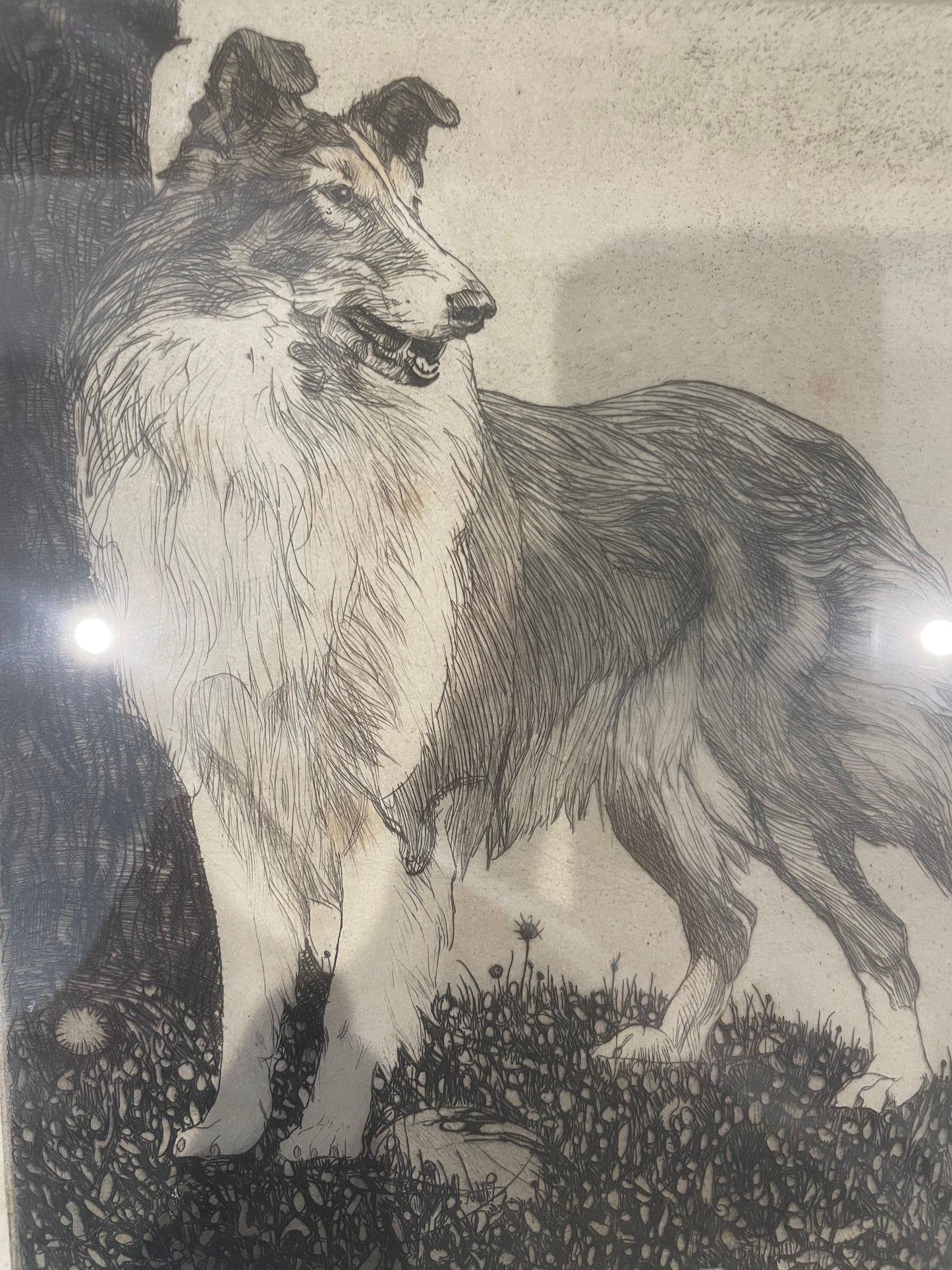 Warwick Reynolds 20thc LTD ETCHING SIGNED Dog Collie Lassie Illustration