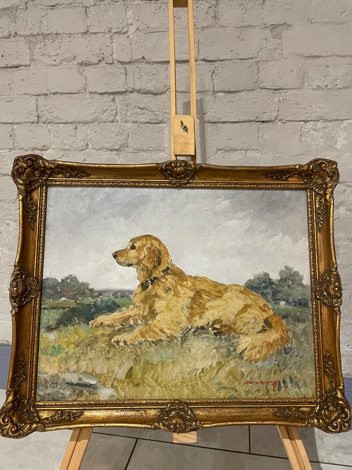 Portrait of Golden Retriever C1960's