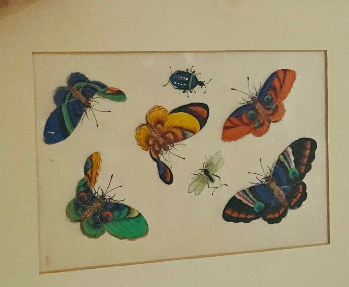 DIPINTO CINESE SU CARTA ALDO 1860 FARFALLA E INSETTI