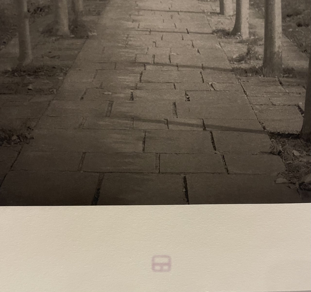 Beth Dow From the English Garden Series C2003