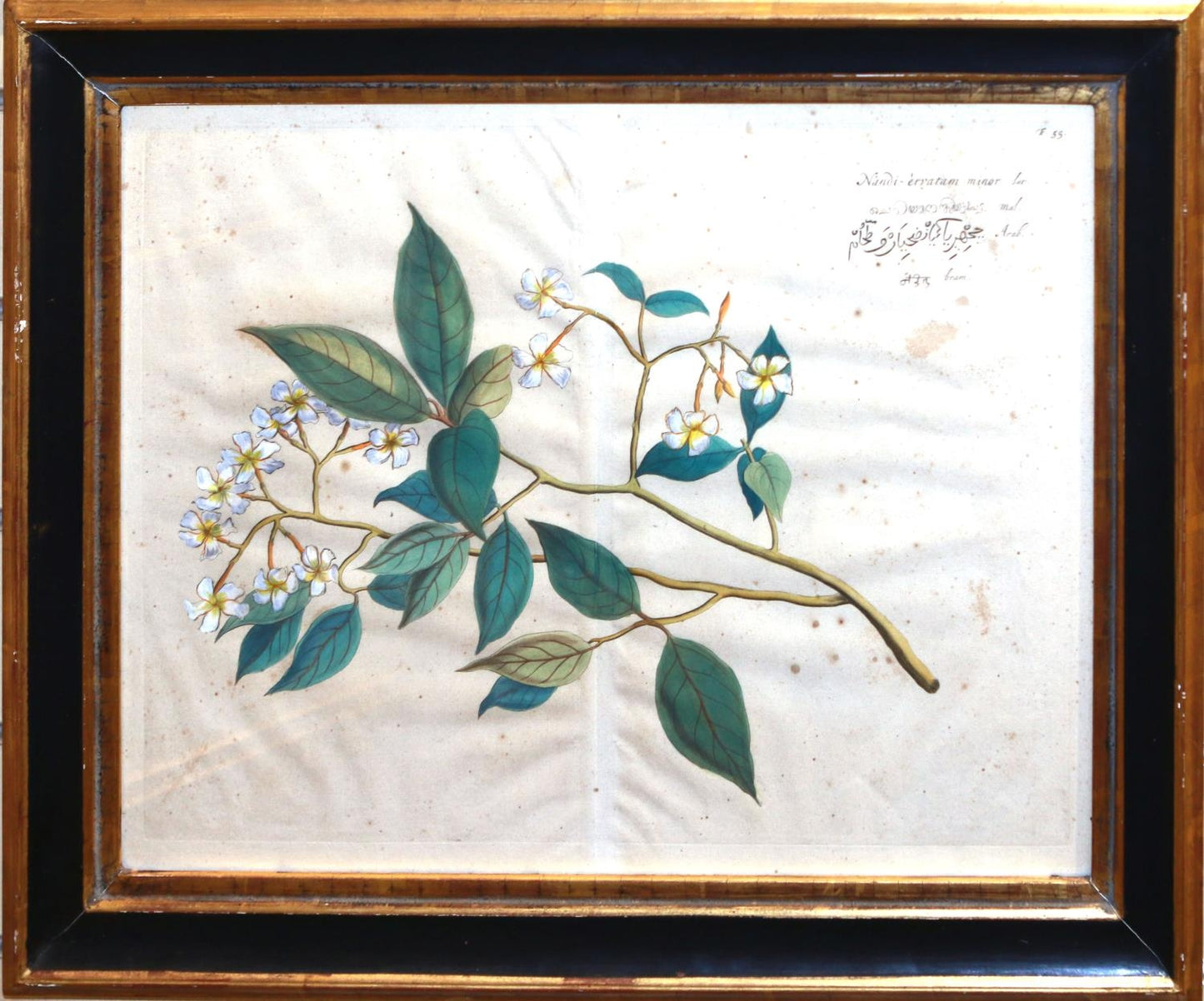 Hendrick Adriann van Rheede b 1637 (sold as a set )