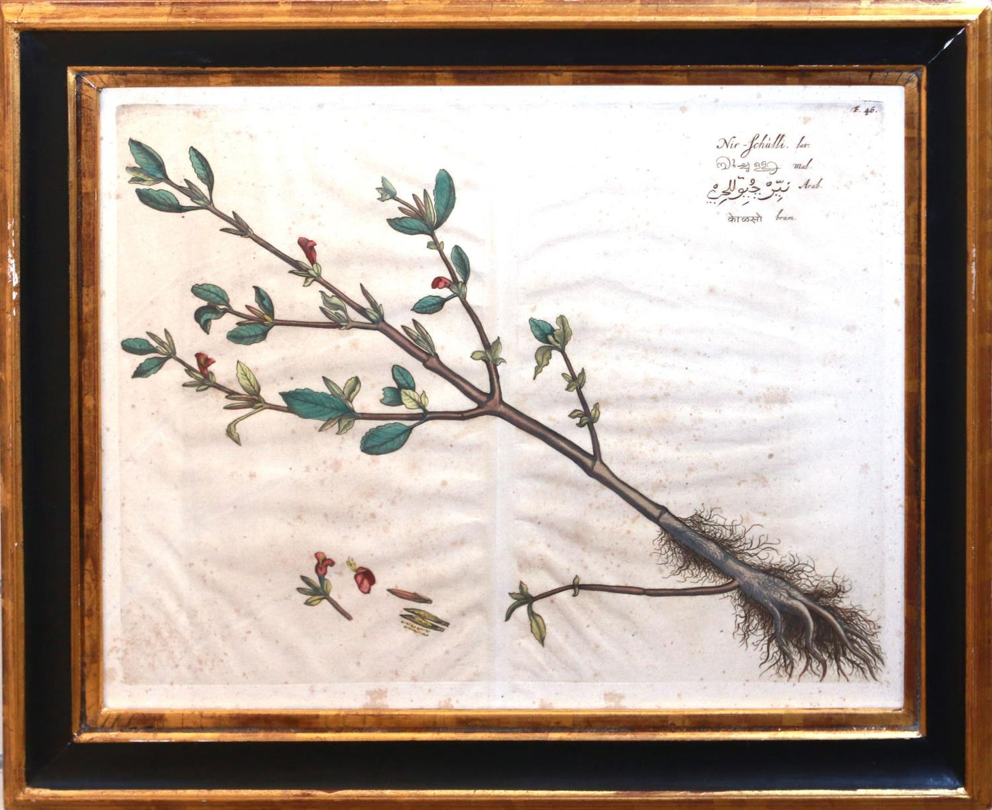 Hendrick Adriann van Rheede b 1637 (sold as a set )