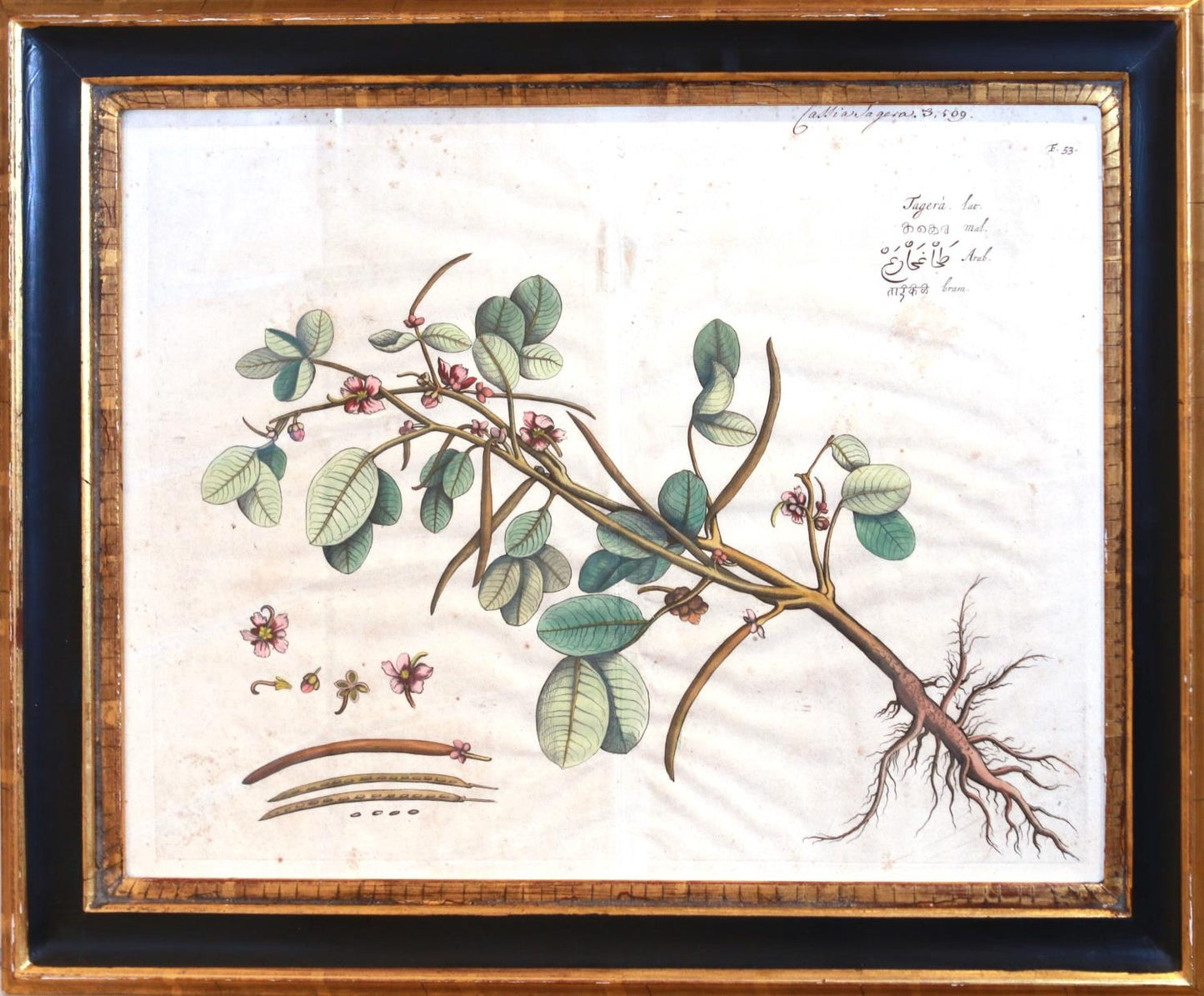 Hendrick Adriann van Rheede b 1637 (sold as a set )