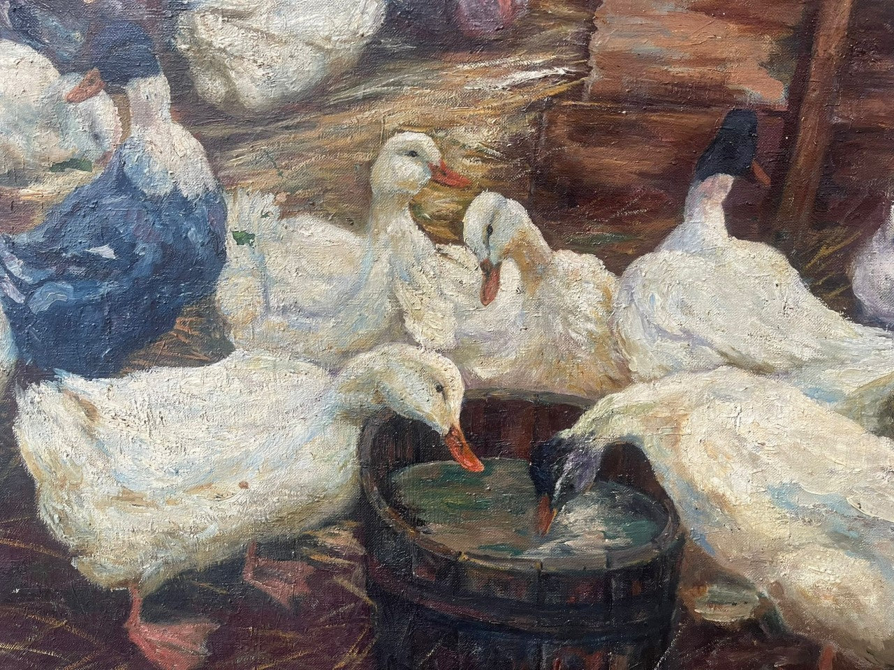 Stormo di anatre con secchio d'acqua